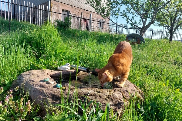 Hofkater "Filou"