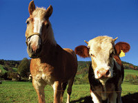 (Bildnachweis: Tourismus GmbH & Co.KG ZweiTälerLand ) (Bildnachweis: Tourismus GmbH & Co.KG ZweiTälerLand )