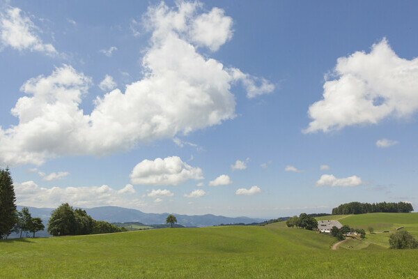 Weide bei Maria Lindenberg Bildnachweis: ©Hochschwarzwald Tourismus Gmbh Weide bei Maria Lindenberg Bildnachweis: ©Hochschwarzwald Tourismus Gmbh