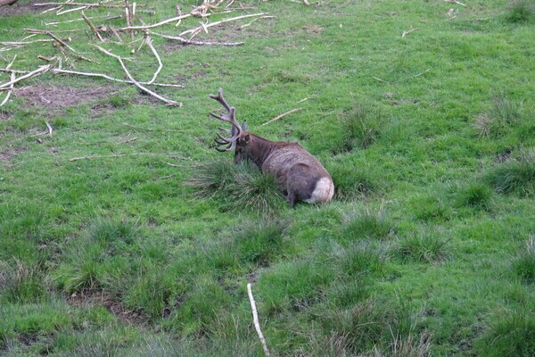 Wildgehege Ellbach - Mitteltal Bildnachweis: Mit freundlicher Genehmigung von Baiersbronn Touristik Wildgehege Ellbach - Mitteltal Bildnachweis: Mit freundlicher Genehmigung von Baiersbronn Touristik