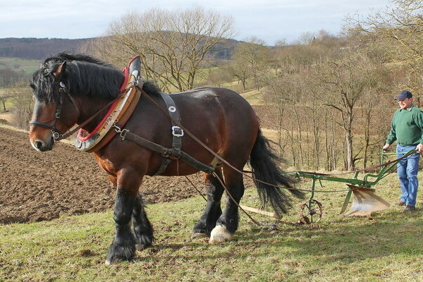 Schaupflügen Bildnachweis: Mit freundlicher Genehmigung des AHK Keltern und deren Fotographen Schaupflügen Bildnachweis: Mit freundlicher Genehmigung des AHK Keltern und deren Fotographen