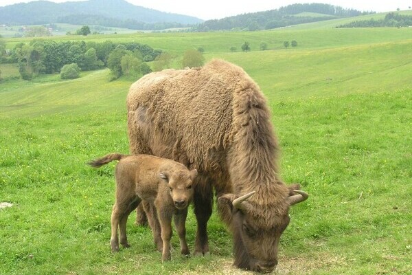 Bildnachweis: Mit freundlicher Genehmigung der Gemeinde Schopfheim Bildnachweis: Mit freundlicher Genehmigung der Gemeinde Schopfheim