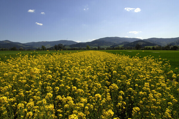 Rapsfeld im Frühling im Dreisamtal Copyright: (Tourist-Information Dreisamtal) Rapsfeld im Frühling im Dreisamtal Copyright: (Tourist-Information Dreisamtal)