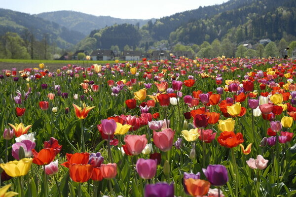 Tulpen im Dreisamtal Bildnachweis: Tourist-Information Dreisamtal Tulpen im Dreisamtal Bildnachweis: Tourist-Information Dreisamtal