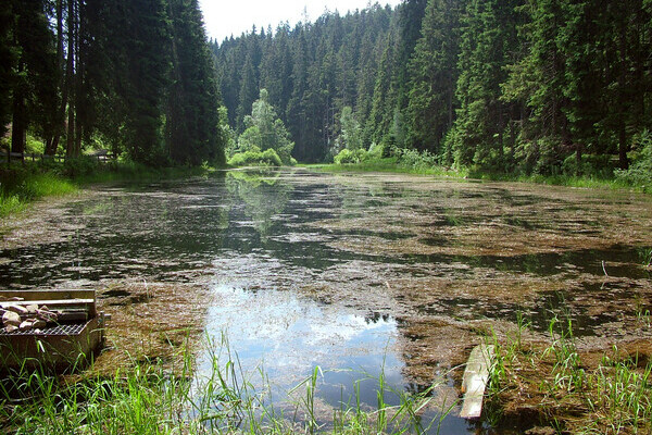 Poppelsee Bildnachweis: Copyright: Mit freundlicher Genehmigung der Gemeinde Seewald Poppelsee Bildnachweis: Copyright: Mit freundlicher Genehmigung der Gemeinde Seewald