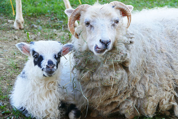 Ziegen im Streichelzoo Bildnachweis: Fam. Sennert - Freizeitpark-Rotfelden Ziegen im Streichelzoo Bildnachweis: Fam. Sennert - Freizeitpark-Rotfelden