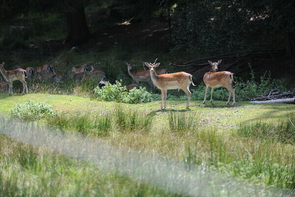 Wildgehege Salvest Bildnachweis: Wirtschaft und Tourismus Villingen-Schwenningen GmbH Wildgehege Salvest Bildnachweis: Wirtschaft und Tourismus Villingen-Schwenningen GmbH