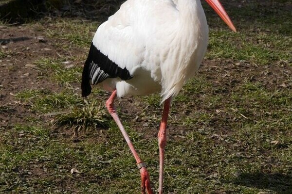 Storch im Schwarzwaldzoo Waldkirch Bildnachweis: Freundeskreis' Schwarzwaldzoo e.V. Storch im Schwarzwaldzoo Waldkirch Bildnachweis: Freundeskreis' Schwarzwaldzoo e.V.