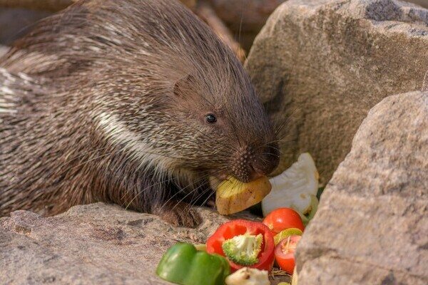 Tatzmania Löffingen Bildnachweis: Mit freundlicher Genehmigung von Tatzmania Löffingen Tatzmania Löffingen Bildnachweis: Mit freundlicher Genehmigung von Tatzmania Löffingen