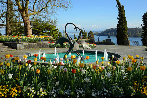 Tulpen Brunnenarena Bildnachweis: © Mainau GmbH Tulpen Brunnenarena Bildnachweis: © Mainau GmbH
