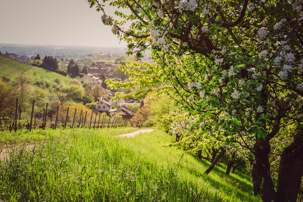 Ortenauer Weinpfad Bildnachweis: Stadt Offenburg Ortenauer Weinpfad Bildnachweis: Stadt Offenburg