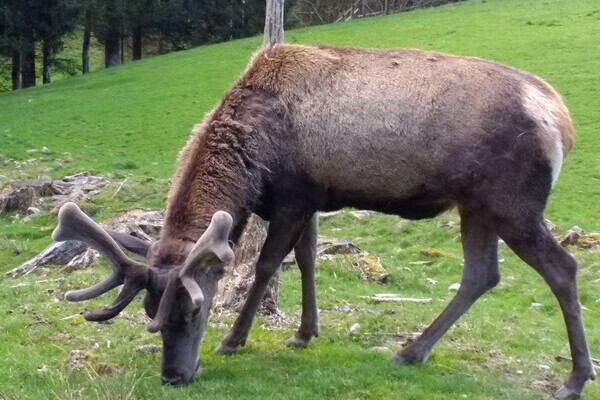 Bildnachweis: © Baiersbronn Touristik Bildnachweis: © Baiersbronn Touristik