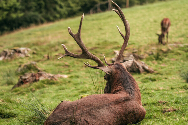 Wildgehege Sankenbach Copyright: (Mit freundlicher Genehmigung von Baiersbronn Touristik | &copy; Max G�nter)