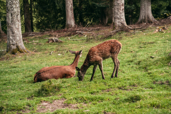 Wildgehege Sankenbach Bildnachweis: Mit freundlicher Genehmigung von Baiersbronn Touristik | © Max Günter Wildgehege Sankenbach Bildnachweis: Mit freundlicher Genehmigung von Baiersbronn Touristik | © Max Günter